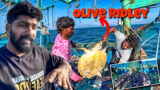 Full Day on the Sea: Massive Catch, Olive Ridley Turtle Rescue & Cooking Fresh Fish Fry‼️Uncut video