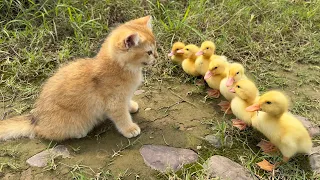the kitten is so funny taking the duck to find treasure the treasure contains delicious food so cute