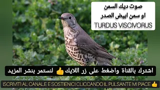 صوت ديك السمن ذات الصدر الابيض مع شكة سم ـن حصـريا Tordela Suona Una Nuova Registrazione 