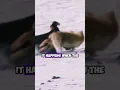 Download Lagu A Rare Encounter: Eagle and Fox Face Off in the Wild