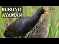 Download Lagu SUARA BURUNG AYAMAN  PALING DI CARI