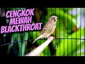 MUDAH DITIRU!! BLACKTHROAT GACOR SUARA JERNIH EFECTIF buat MASTERAN KENARI PAUD biar CEPET BUNYI