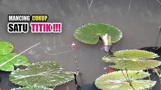 MUJUR!!! Rawa yang belum tersentuh pemancing hingga saat ini #SG-494