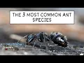 The 3 Most Common Ant Species
