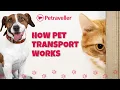 How Pet Transport Works Inside Petraveller s Stress-Free Relocation Process