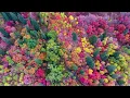 Video di [ORIGINAL!] Utah Fall Colors at Snowbasin by Drone