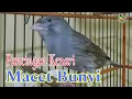 Download Lagu SUARA AMPUH..!!! PANCINGAN DAN MASTERAN KENARI MACET BUNYI AGAR KEMBALI GACOR [LS_182]
