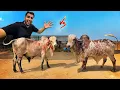 Lagu Arjun Vs Bheem Bull Fight🤬Kon Hai Zyada Powerful🐂