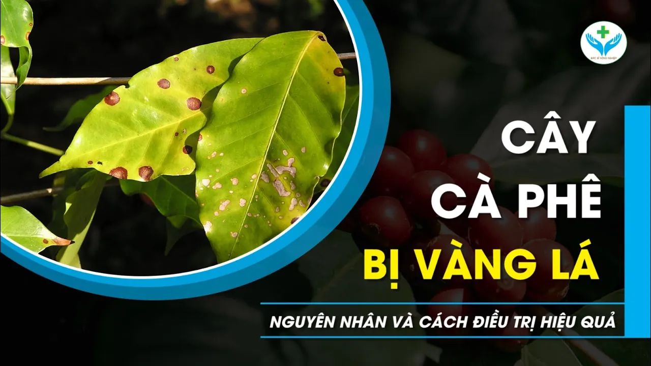 Outline Video Cây cà phê bị vàng lá: Nguyên nhân và cách điều trị hiệu quả┃Coffee plant yellow leaves disease