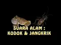Lagu suara alam kodok dan jangkrik