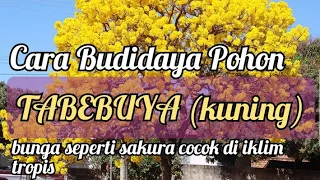 cara budidaya pohon tabebuya kuning 