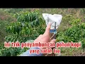 Download Lagu cara menyambung kopi pohon tua supaya tingkat keberhasilan nya banyak  daripada  kegagalan nya