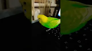 Попугай Тоша поёт Антошка пошли копать картошку попугайтоша попугайпоет говорящийпопугай 