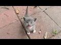 Stray kittens invaded my backyard