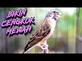 Download Lagu MASTERAN BLACKTHROAT GACOR BIKIN CENGKOK MEWAH KENARI PAUD