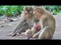 Precious baby monkey reacts adorably to a cute kiss of big one / Beautiful activity of monkey baby 🥰
