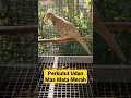 Download Lagu Perkutut Udan Mas Mata Merah #shorts