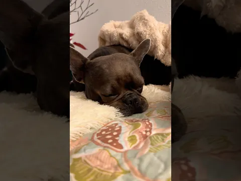 Dream Barking Frenchie π€πΆ #pug #animals #pets #frenchie #frenchbulldog #bulldog #funny