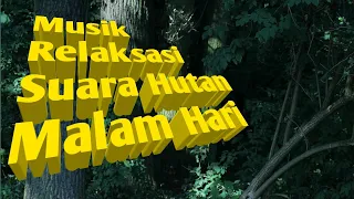 Download Musik Relaksasi Suara Hutan Malam Hari MP3