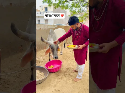 गौ रक्षा बंधन ❤️ #rakshabandhan #cow #festival #rakshabandhanspecial #newvideo #radharani #toxic