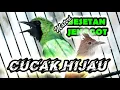 Download Lagu CUCAK IJO ISIAN CUCAK JENGGOT FULL BESET TAJAM