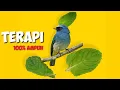 Download Lagu Burung selendang biru gacor isian cetrekan mantap●buat masteran