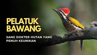 pelatuk bawang sang dokter hutan yang penuh keunikan 
