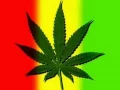 Download Lagu Bongkar Reggae Version
