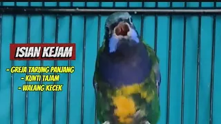 masteran cucak cungkok isian kejam gereja tarung kuntilanak sambung walang kecek