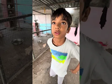 Hamara fancy kabutar ko udaa diya talha ne 😱😱 trap karke kabutar pakad liya 😍😍 Talha Ali Vlogs
