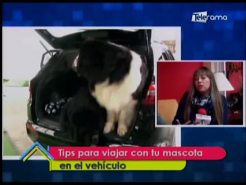 Tips para viajar con tu mascota en el vehículo