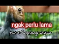 Download Lagu Pancingan suara burung prenjak jantan memanggil betina