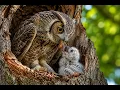 The life cycle of the owl from egg to adulthood