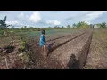 Download Lagu PETANI TRANSMIGRASI ASAL BOYOLALI CONTOH PETANI YANG INGIN MAJU