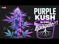 Purple Kush in DWC Ep 1 From Seed to MONSTER Plant