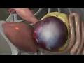Virtual Chicken Full Digestive System