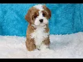 Blue Diamond Cavapoos Tour