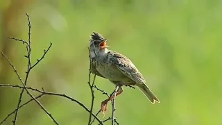 Pancingan Burung BRANJANGAN GACOR di alam liar cocok untuk Memancing Burung Branjangan BAHAN