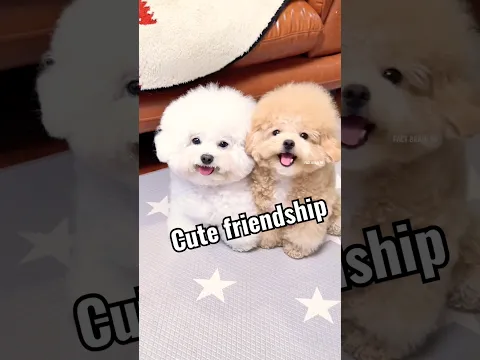 Puppy 🐶 का सबसे प्यारा दोस्त 💞😍