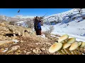 Lagu Taban and Poppy's delightful journey 🐶: Gathering firewood 🪵 and wild mushrooms in the mountains 🍄🏔️