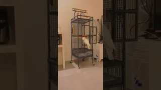 قفص الببغاء من تصميمي دندنها