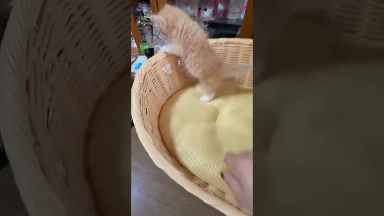 動画