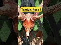 Lagu Tanduk Rusa ?
