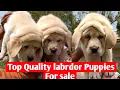 Top quality Labrador Puppies for sale heavy bone labrador Puppies for sale