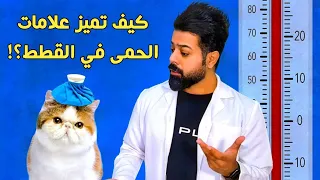 كيف تعرف حرارة جسم القطط مرتفعة من غير استخدام مقياس حرارة الجسم القطط مريضة أنت لا تعلم 