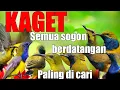 Download Lagu Suara Pikat Burung Sogon Paling Ampuh Dan Paling Di cari 