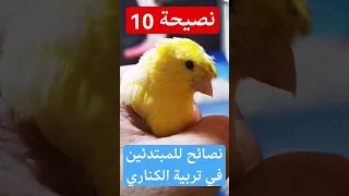 نصائح للمبتدئين في تربية الكناري النوم الطبيعي للكناري نصيحة 10 