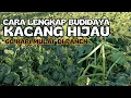 Download Lagu Budidaya Kacang Hijau dari awal hingga akhir