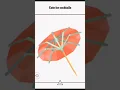 NYT vertex game solution Cute for cocktails