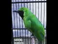 Download Lagu green leaf bird singing so beautifull masteran | Cucak ijo gacor #shorts #shortvideo #birds